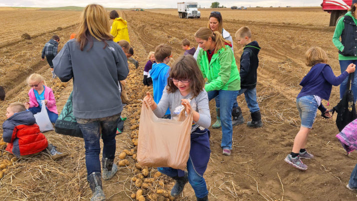 Charter school students glean potatoes for Idaho food bank